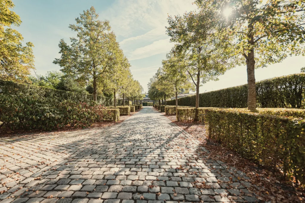 Dreef met bomen en kasseien op Diepenbroekhof in het najaarslicht