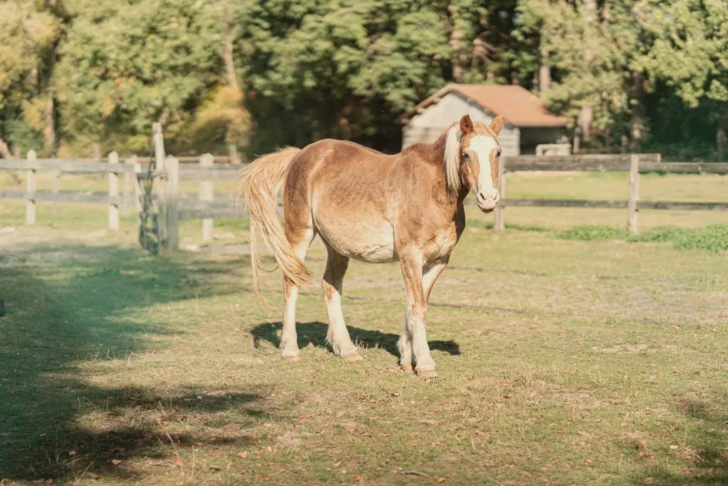 Paard in de weide van Diepenbroekhof