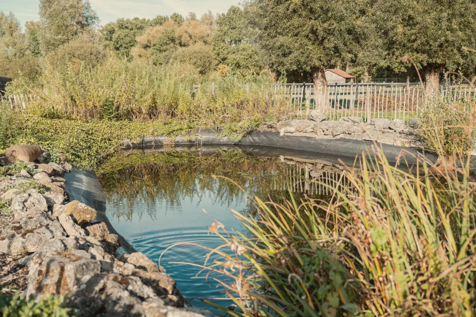 Natuurlijke vijver met riet in de tuin van Diepenbroekhof